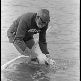 Giant seabird released