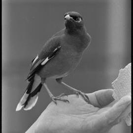 Minah bird at Marineland
