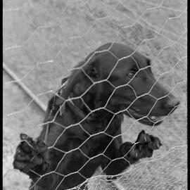Labrador at Pyes Pā kennel