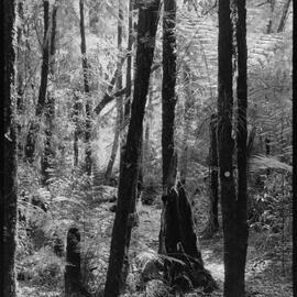 Whakamārama native bush