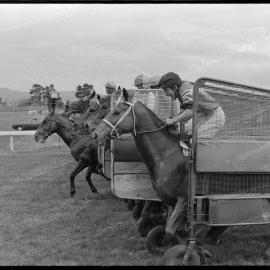 Tauranga Horse Racing club