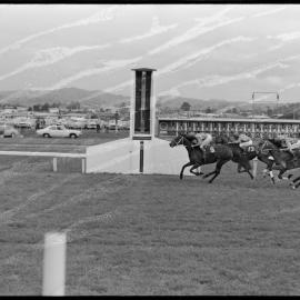 Tauranga Horse Racing club