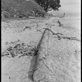 Port pollution on Mauao