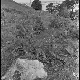 Mauao vegetation