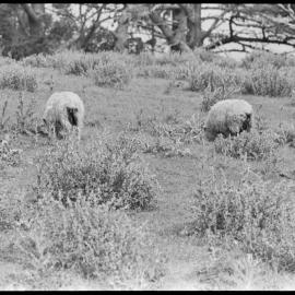 Mauao vegetation