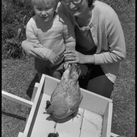 Bantam hen with Pukeko chicks