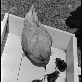 Chook with chickens 