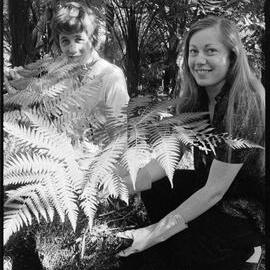 Planting ferns at village