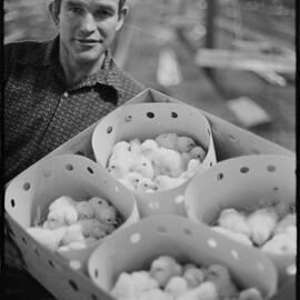 Te Puna poultry farm