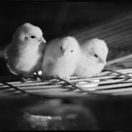 Te Puna poultry farm