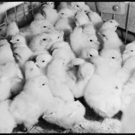 Te Puna poultry farm