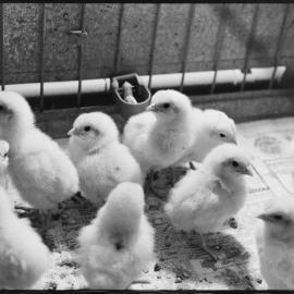 Te Puna poultry farm