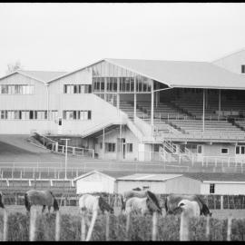 Tauranga Racecourse stands