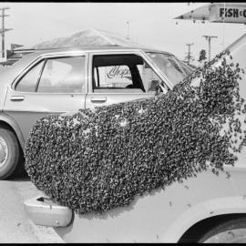 Bees swarm car