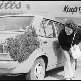 Bees swarm car