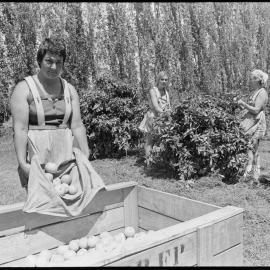Fruitgrowers field day