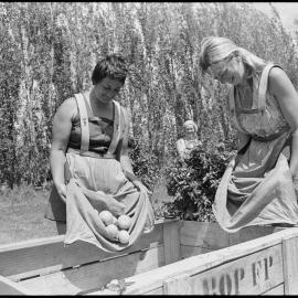 Fruitgrowers field day