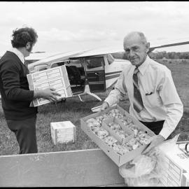Athenree strawberries for export