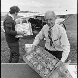 Athenree strawberries for export