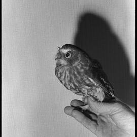 Rehabilitated morepork
