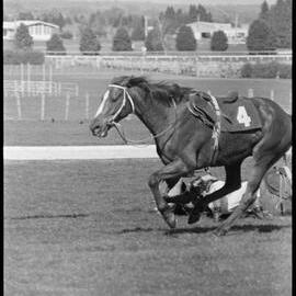 Kaimai Hurdles - Friendly Pal 