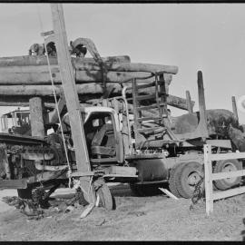 Lumberjack - accident scene