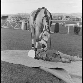 Echo the horse - Orange Festival, 1974