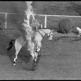 Echo the horse - Orange Festival, 1974