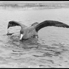 Giant petrel