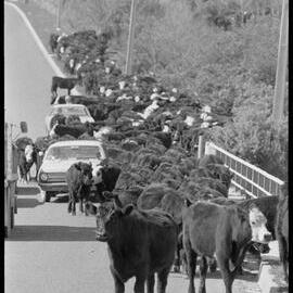 Cattle drive 