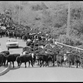 Cattle drive 