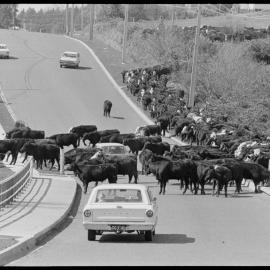 Cattle drive 
