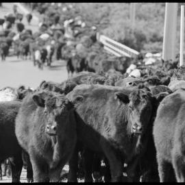Cattle drive 