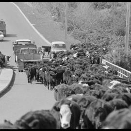 Cattle drive 