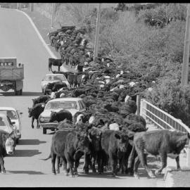Cattle drive 