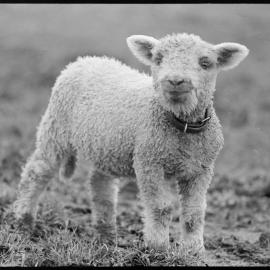 Lamb