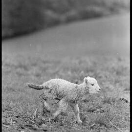 Lamb