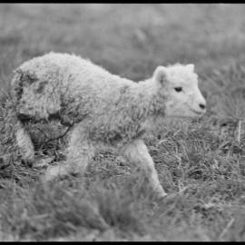 Lamb