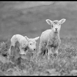 Lambs  