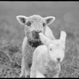 Lambs  