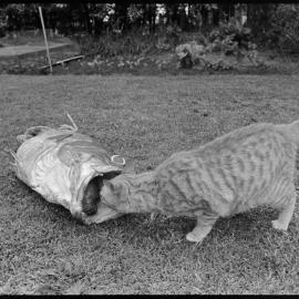 Cat inspects Hāpuka