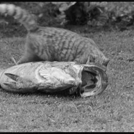 Cat inspects Hāpuka