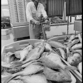 Trawlers bring in big hauls - G. A. Floyd 