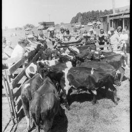 Cattle auction