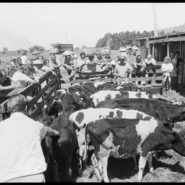 Cattle auction