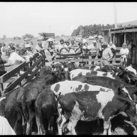 Cattle auction