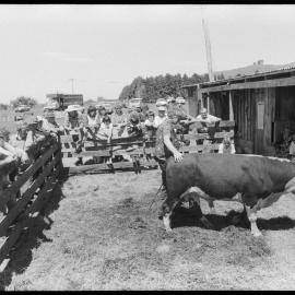 Cattle auction