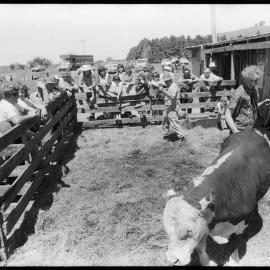 Cattle auction