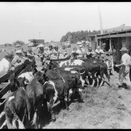 Cattle auction