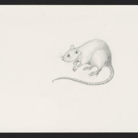 White Rat - Murgatroyd